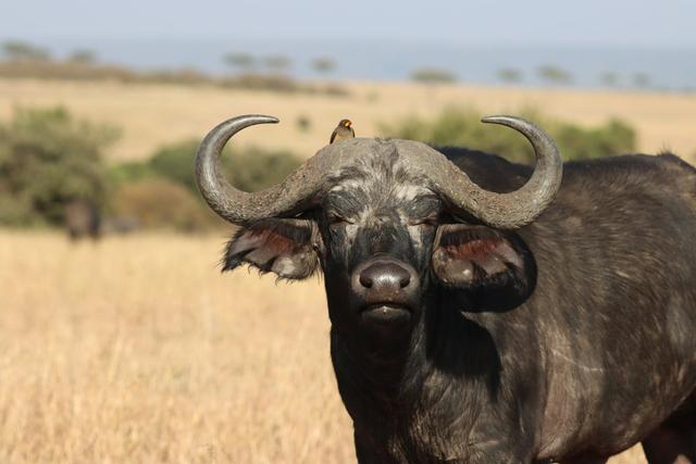 <strong>Hunting</strong> in Kotido, Uganda: Geography and Natural Features, <strong>Hunting</strong> Demographics, and Game Species Diversity (PART II)