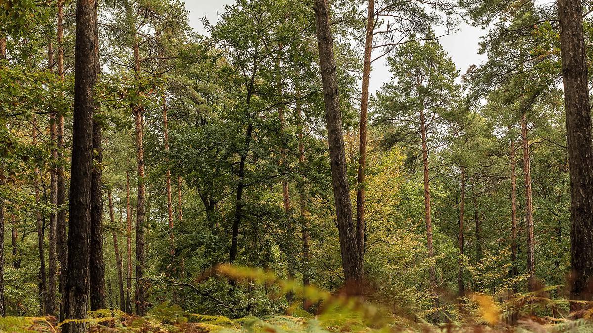 Comprendre la Chasse dans le LOIRET: Explorer la Géographie, Naviguer dans la Législation et Découvrir des Faits Intéressants