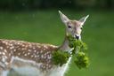 Animals that are hunted in the wild today tend to be better sources of meat because they are able to eat a natural diet and roam free as they were intended to do.