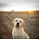 Oh deer! He's all ears.

"Buck" Art Print by Ron Loose Leashes by Ron Schmidt