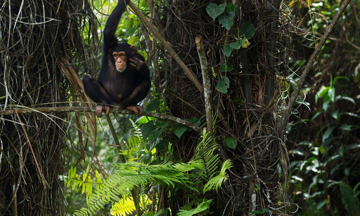Bafing National Park: A Hunter’s Paradise Amidst West Africa’s Wilderness – Navigating Geography, Tradition, and Conservation for an Unforgettable Safari Experience