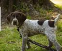 German pointers full blooded male and female just this 2 get any of them now no time 
PM for informations only serious buyers that's