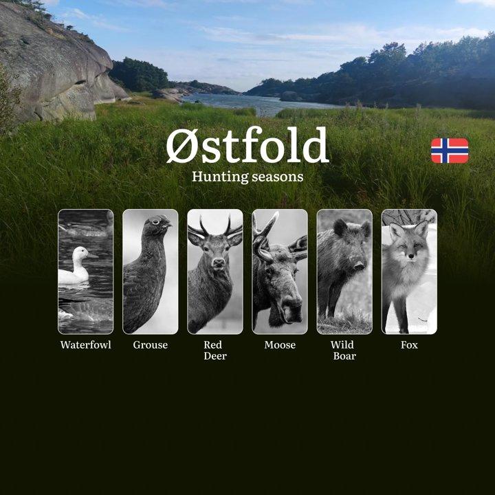 Hunting Periods and Local Rules in Østfold: Species You Can Hunt Throughout the Year, Seasonal Activity of Game, and the Steps to Get a Legal Hunting License in the Region