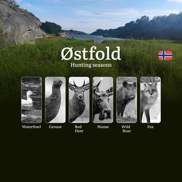 Hunting Periods and Local Rules in Østfold: Species You Can Hunt Throughout the Year, Seasonal Activity of Game, and the Steps to Get a Legal Hunting License in the Region