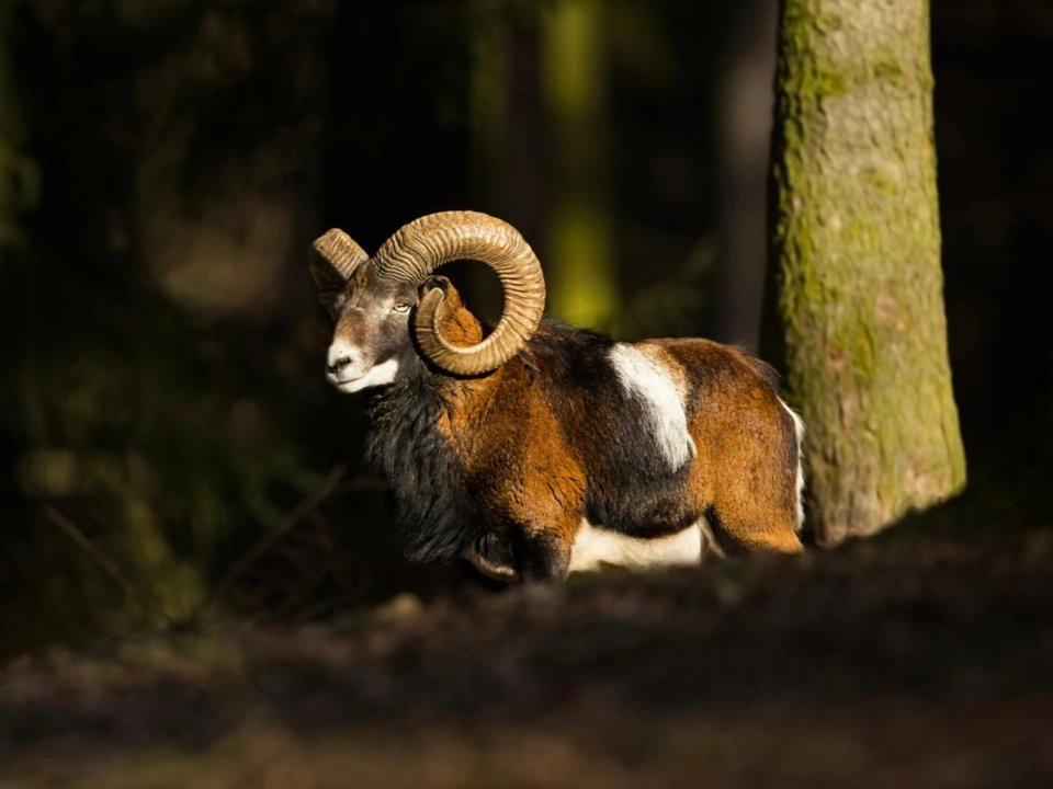 Die Jagd im Bezirk Mödling: Gegebenheiten, Jagdgemeinschaft, Wildtierpopulationen, Zeitfenster, Jagdarten, Grundlagen, Traditionen, Gruppen, Besonderheiten 