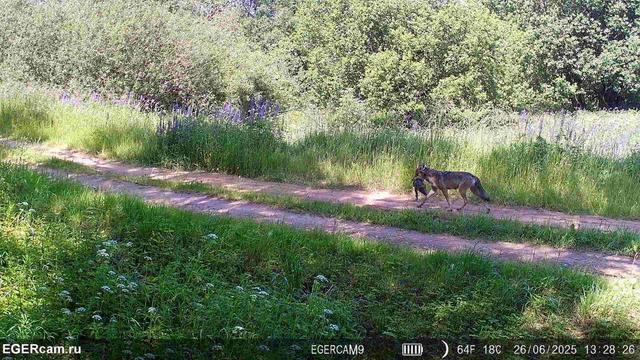 🐺The story of one pair of wolves in the hunting grounds of Alexander from our RikaNV team in Belarus!