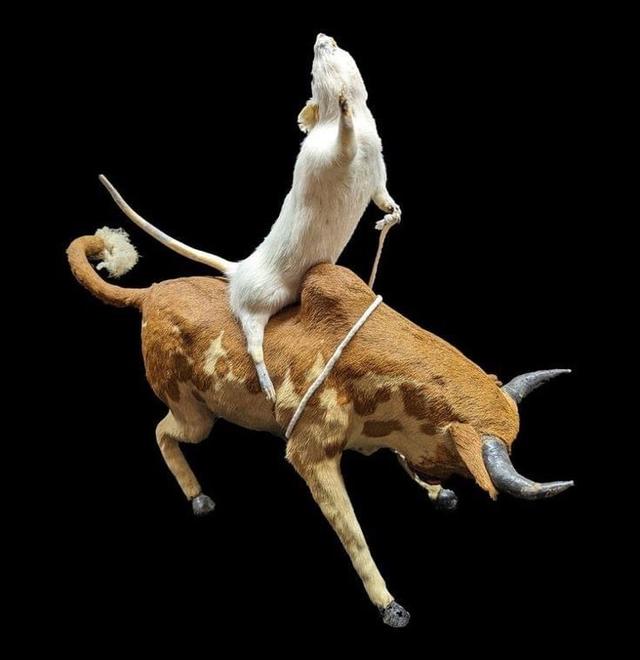 Bull Riding Rat Taxidermy