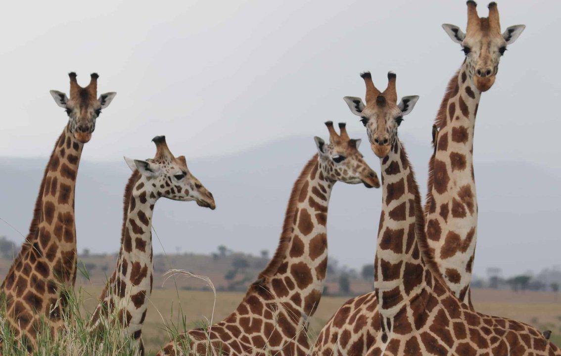 Mountain Hunting in Manafwa Uganda: Geography and Natural Features, Hunting Demographics and Game Species Diversity 