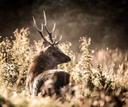 A County Kerry Sika stag at sunrise 

Photograph thanks to Andrea Etter