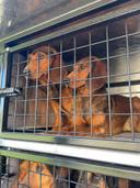 Voilà les chiens ont trouvé leur place dans l allier 03 dans leur nouvelle Caisse a chiens Sébastien Dournes  
Merci pour ces belles photos 👍🐗