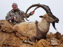 Die Jagd im Bezirk Mistelbach: Naturräume, Jägerschaft, Wildbestände, Praxis, Jagdtermine, Regelungen, Bräuche, Vereine, Details 

Naturräume und ihre Eigenschaften

Der Bezirk Mistelbach, gelegen im nördlichen Niederösterreich, vereint eine einzigartige Kombination aus Weinbaugebieten, offenen Ackerflächen und dichten Wäldern. Mit einem Waldanteil von etwa 25 % und zahlreichen Hecken- sowie Feldgehölzen bietet die Region ideale Lebensräume für verschiedene Wildarten. Die sanften Hügel des Weinviertels und die weiten Ebenen des Marchfeldes schaffen eine abwechslungsreiche Landschaft, die sowohl für Anfänger als auch für erfahrene Jäger interessant ist.

Aktive Jägerschaft in Mistelbach

Im Bezirk sind rund 600 aktive Jäger registriert (Stand 2024), wobei die meisten aus der lokalen Bevölkerung stammen. Etwa 10 % der Jäger kommen aus dem benachbarten Ausland, vor allem aus der Slowakei und Tschechien. Besonders hervorzuheben ist die starke Präsenz von Wasserjägern, die die Feuchtgebiete entlang der March und der Donau nutzen. Die Jägerschaft ist stark organisiert und engagiert sich aktiv in lokalen Vereinen und Verbänden.

Wildbestände und jagdbare Arten
 
Rehwild ist die dominierende Wildart in den bewaldeten Gebieten und den landwirtschaftlich geprägten Flächen des Weinviertels. Schwarzwildpopulationen nehmen stetig zu, insbesondere in den Auengebieten der March und Donau. Feldhasen und Füchse sind weit verbreitet, während Wasservögel wie Stockenten, Graugänse und Blässhühner die Feuchtgebiete bevölkern. Gelegentlich lassen sich auch Damwild und Rotwild in begrenzten Gebieten bejagen.

Jagdmethoden und Praxis in Mistelbach

Die Ansitzjagd ist die am häufigsten angewandte Methode, insbesondere in den bewaldeten Gebieten und Heckenstrukturen. Drückjagden werden hauptsächlich für Schwarzwild organisiert, während Pirschjagden im Herbst besonders effektiv sind. Lockjagden auf Wasservögel sowie die Jagd in den Auengebieten der March und Donau runden das Spektrum ab. Eine Besonderheit stellt die Jagd in den großen Agrarflächen des Marchfeldes dar, die höchste Ansprüche an die Jäger stellt.

Jahreszeitliche Jagdtermine

Die Jagdzeiten sind klar geregelt: Rehwild kann vom 1. Mai bis 31. Dezember bejagt werden. Für Schwarzwild gilt ganzjährige Jagdmöglichkeit, wobei Bachenschutzphasen zu beachten sind. Feldhase steht vom 1. November bis 31. Dezember auf dem Plan, Wasserwild von 1. September bis 31. Januar. Diese Regelungen gewährleisten eine nachhaltige Bewirtschaftung der Bestände.

Rechtliche Vorschriften

Gemäß dem Niederösterreichischen Jagdgesetz benötigen Jäger einen gültigen Jagdschein. Bleifreie Munition ist in Gewässernähe verpflichtend, und für Rehwild gilt ein Mindestkaliber von 222 Abschusspläne werden jährlich aktualisiert und durch die Bezirksjägerschaft koordiniert. Das Jagdrecht liegt größtenteils in privater Hand, was eine gute Zusammenarbeit mit den Grundbesitzern erfordert.

Regionale Bräuche in Mistelbach

Besonders erwähnenswert sind die traditionellen Hubertusmessen in Mistelbach und die jährlichen Jägerfeste im Weinviertel. Die regionale Wildbretvermarktung ist stark ausgeprägt, wobei Wildspezialitäten oft mit lokalem Wein kombiniert werden. Die Weinviertler Jagdhornbläser tragen zur Bewahrung der traditionellen Jagdmusik bei.

Vereine und Organisationen

Der Bezirk wird von der Niederösterreichischen Landesjägerschaft und mehreren lokalen Vereinen betreut, darunter der Jagdverein Mistelbach und die Marchfelder Jägerschaft. Eine wichtige Rolle spielt auch die lokale Wildforschungsgruppe, die sich mit der Entwicklung der Wildtierpopulationen beschäftigt.

Spannende Details  

Historisch war das Gebiet Teil der Jagdreviere des Adels. Heute profitiert die Region stark vom grenznahen Jagdtourismus, vor allem aus der Slowakei und Tschechien. Eine Besonderheit stellt das internationale Wildtier-Monitoring-Programm dar, das wichtige Daten für den Naturschutz liefert. Die Nähe zur slowakischen Grenze führt zu regelmäßigen Wildwechseln zwischen Österreich und der Slowakei.

Die Kombination aus natürlicher Vielfalt, traditioneller Jagdkultur und modernen Methoden macht den Bezirk Mistelbach zu einem attraktiven Ziel für Jäger. Die guten Verkehrsanbindungen und die Nähe zu Wien erleichtern zudem den Zugang zu den verschiedenen Revieren. Die Region bietet ideale Voraussetzungen für ein unvergessliches Jagderlebnis.  
