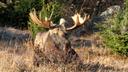 Bowhunter injured by angry moose

You don’t want an angry moose after you – especially if it knows you tried to kill it. Rescuers responded to a distress alert from a bow