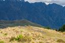Explore Tasman hunting regions: a blend of beauty and adventure, seasonal hunting schedules and hunter demographics

Terrain and natural properties of the region that ins