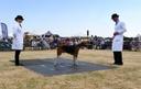 An image of Belvoir Gentry, Champion Dog Hound at Blaston HounDshow 