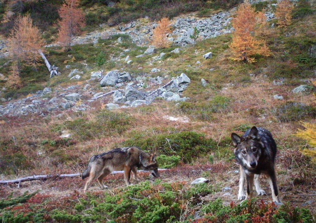 Jagd im Bezirk Hochdorf (Kanton Luzern), Schweiz: Eigenschaften, Jagdstrategien, Wildarten, Jagdsaisons, Verbände, Lizenzen und Traditionen