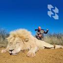 7 činjenica o južnoafričkim lavovima 🦁

1️⃣Najveći lavovi registrirani kod SCI-a su iz Južne Afrike.
2️⃣Dužina lubanje šampiona je skoro 45 cm.
3️⃣Južna Afrika dom je lavova koji se uglavnom uzgajaju u zatočeništvu
4️⃣S 4. veljače 2018. SCI ne prihvaća zatočene lavove.
5️⃣Lev iz Južne Afrike ima raskošniju grivu od svoje braće koja žive slobodno.
6️⃣Lev iz Južnoafričke Republike izgleda impresivnije u sobi trofeja.
7️⃣Lov u Južnoj Africi obično se provodi iz pristupa, što daje svijetle emocije i dojmove. Ranjena životinja može biti vrlo opasna i mora se pratiti iz neposredne blizine. Adrenalin je zagarantiran.