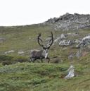 Go on a hunt in South Greenland. Musk oxen or caribou are options. Get a fantastic guided tour by a trophy hunting guide with many years of experience.
