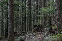 La chasse en FORÊT ANCIENNE au Canada : Saisons de chasse, traditions ancestrales et écosystèmes uniques

Le Canada est un véritable paradis pour les amateurs de chasse, 