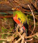 Коста-Рика. Охота на кетсаля

Великолепный кетсаль (Resplendent Quetzal) — священная птица у древних ацтеков и майя, украшение флага Гватемалы и название её национальной 