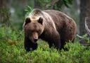 Bear hunting is the act of hunting bears. Bear have been hunted since prehistoric times for their meat and fur. In addition to being a source of food, in modern times they have been favored by big game hunters due to their size and ferocity. Bear hunting has a vast history throughout Europe and North America, and hunting practices have varied based on location and type of bear.

Bear are large mammals in the order Carnivora. Although there are only eight living species of bear, they are widespread, appearing in a wide variety of habitats throughout the Northern Hemisphere and partially in the Southern Hemisphere. The IUCN lists six bear species as vulnerable or endangered, and even "least concern" species such as the brown bear are at risk of extirpation in certain countries. Poaching and illegal international trade of threatened populations continues.