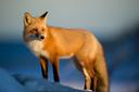 Foxes are small to medium-sized, omnivorous mammals belonging to several genera of the family Canidae. They have a flattened skull, upright, triangular ears, a pointed, slightly upturned snout, and a long bushy tail ("brush").