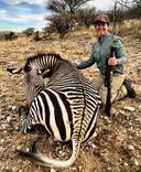 Hunting in Kavango West, Namibia: Hunter associations, periods, landscape, local demographics, animal species, rules, hunting heritage, unique aspects, intriguing facts

Hunter associations and support groups

Several organizations assist hunters in Kavango West, playing a critical role in promoting responsible hunting and ensuring adherence to regulations. The Namibian Professional Hunting Association (NAPHA) represents professional hunters and advocates ethical hunting practices. Community-based conservancies collaborate with hunters to manage wildlife sustainably and share revenue with local communities, while the Namibia Hunters’ Association advocates for hunters’ rights and fosters collaboration between local and international hunters.

Optimal hunting periods in Kavango West

The hunting schedule follows Namibia’s national guidelines, with May to October being ideal for targeting large game like buffalo, kudu, and elephant, as animals gather around water sources during the dry months. Small game and bird hunting is feasible year-round, though the cooler months (May to September) are preferred due to favorable weather and reduced disease risks. The rainy season (December to March) is peak time for migratory bird hunting. Hunters should always verify specific dates and quotas for their target species before planning their trip.

Landscape and environmental characteristics for hunters

Kavango West, spanning approximately 48,790 square kilometers, is a region defined by its diverse geography and natural characteristics that make it an exceptional hunting destination. The Okavango River, a vital water source, sustains a wide variety of wildlife, especially during the dry season when animals gather near its banks. Dense miombo woodlands, open savannas, and fertile floodplains create ideal habitats for both large and small game, while the subtropical climate, with distinct wet (November to April) and dry (May to October) seasons, influences animal movement and hunting conditions. The proximity to conservation zones like Bwabwata National Park further enhances its appeal for wildlife enthusiasts. These features offer excellent opportunities for stalking, tracking, and ambush-style hunting, making Kavango West a prime location for hunters.

Hunter population and local demographics

While exact numbers fluctuate, it is estimated that 200-400 registered hunters operate in Kavango West annually. This includes local hunters, who often combine subsistence hunting with conservation efforts, and international visitors primarily from the United States, Germany, and South Africa. Trophy hunting tourism plays a significant role in the region’s economy, generating revenue that supports wildlife conservation and improves livelihoods for local communities. 
Categories of hunting and animal species in Kavango West

The region provides a wide variety of hunting experiences, catering to hunters of all preferences. Among the most prized large game are African buffalo, sable antelope, roan antelope, kudu, hippopotamus, and elephant. Predators such as leopards and crocodiles can be hunted under special permits, presenting a challenge for experienced hunters. Smaller game like duiker, warthog, jackal, and steenbok provide exciting options for those targeting smaller trophies, while bird species such as francolin, guineafowl, and sandgrouse attract wing-shooting enthusiasts. This diversity ensures that hunters can find their niche in Kavango West.

Legal framework and rules for hunting

Namibia enforces strict regulations to ensure sustainable hunting practices in the region. Hunters must secure permits for specific species, with quotas set annually based on population studies. Foreign hunters are required to hire licensed Professional Hunters (PHs), who guide them through the terrain and ensure compliance with regulations. Revenue from hunting licenses funds wildlife conservation and community development projects, while prohibited activities such as poaching, hunting without permits, and targeting endangered species are illegal and punishable by heavy fines or imprisonment. These measures help maintain ecological balance while benefiting local communities.

Unique aspects of hunting in Kavango West

Hunting in Kavango West stands out for several unique aspects. The region’s isolation offers a true wilderness experience, far from crowded tourist areas. The varied terrain, including riverine forests, woodlands, and floodplains, creates diverse hunting conditions that test even the most experienced hunters. Ethical practices are strongly encouraged, ensuring minimal impact on the ecosystem. Many hunting operators work closely with local communities, offering hunters a chance to learn about traditional ways of life and fostering cultural exchange.

Intriguing facts about hunting 

Kavango West is full of intriguing facts for hunters. The Okavango River supports one of the largest concentrations of hippos in Namibia, making it a popular destination for hippo hunting. Sable antelope, known for their striking appearance, are among the most coveted trophies in the region. Hunting tourism generates significant income that funds conservation efforts and improves livelihoods for local communities. Elephant hunting is tightly regulated, with only a handful of permits issued annually to protect these majestic animals. Together, these elements make Kavango West a premier destination for hunters seeking adventure, diversity, and a deep connection to nature and culture.