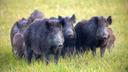 The issue of feral pigs in California
Pigs don't naturally exist in North America. These animals were introduced by explorers as a food source. Several hundreds of years 