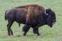 Grand Canyon Won't Seek Volunteers to Kill Bison This Fall

Grand Canyon National Park has decided not to extend a pilot project this fall that used volunteers to kill bison to downsize the herd.

FLAGSTAFF, Ariz. (AP) — A bison herd that lives almost exclusively in the northern reaches of Grand Canyon National Park won't be targeted for lethal removal there this fall.

The park used skilled volunteers selected through a highly competitive and controversial lottery last year to kill bison, part of a toolset to downsize the herd that's been trampling meadows and archaeological sites on the canyon's North Rim.
Introducing the sound of gunfire and having people close to the bison was meant to nudge the massive animals back to the adjacent forest where they legally could be hunted. But the efforts had little effect.

“They just kind of moved a bit from where the activity occurred, and sometimes they'd come back the next day,” said Grand Canyon wildfire program manager Greg Holm.
New surveys also have shown the herd is closer to the goal of about 200, down from an estimated 500 to 800 animals when the park approved a plan to quickly cut the size of the herd. The park is now working with other agencies and groups on a long-term plan for managing the bison, an animal declared America's national mammal in 2016 and depicted on the National Park Service logo.
Hunting over hundreds of years and a genetic bottleneck nearly left the animals that once numbered in the tens of millions extinct in the U.S. Federal wildlife authorities now support about 11,000 bison in about a dozen states, including the largest herd on public land at Yellowstone National Park.

Yellowstone, which spans 3,500 square miles in Wyoming, Montana and Idaho, also is developing a new management plan for the roughly 5,500 bison there. It's working with Native American tribes, state agencies and other groups to find ways to reduce the number of bison sent to slaughter.
Theodore Roosevelt National Park in North Dakota regularly rounds up bison using helicopters and corrals, then transfers some of the animals to tribes, other states and national parks. Without natural predators, bison herds can grow quickly and strain the resources, the park says.

The Grand Canyon herd didn't always live within the park's boundaries, where they can be seen along the highway leading to the North Rim entrance. The bison are descendants of those brought to Arizona in the 1900s as part of a crossbreeding experiment with cattle.
The animals increasingly recognized they could be hunted on the adjacent national forest and sought refuge in the national park. Hunting isn't allowed at national parks, but the agency has authority to kill animals that harm resources, using park staff or volunteers.

Most of the bison at Grand Canyon have been removed by corralling them and transferring them to Native American tribes that have been trying to reestablish herds on their land. A controversial pilot project last fall sought skilled volunteers to shoot up to 12 of the animals.
More than 45,000 people applied for the chance. Ultimately, 10 were picked, and they were able to kill four bison. Although the animals are massive, they're quick and agile and can hide among thick stands of trees.

Grand Canyon officials say they won't repeat the program this fall, but it won't be excluded as a tool in the future. Another corralling effort is planned.
The latest bison population estimate based on aerial surveys and tracking devices shows 216 bison on the expansive Kaibab Plateau, according to Grand Canyon National Park. Agencies that manage the land and wildlife in far northern Arizona and study the bison's movement are meeting in July to start talking about the long-term plan.

Part of that discussion will include creating more gaps in the state-sanctioned bison hunting seasons outside Grand Canyon National Park to see if bison will move outside the boundaries, said Larry Phoenix, an Arizona Game and Fish Department regional supervisor.
Meanwhile, the Game and Fish Department is seeking approval to improve fencing, cattle guards and water catchments to expand the range for another herd of bison in far northern Arizona. The state imported 15 bison yearlings from a privately owned nature reserve in Montana in late 2017 and said the herd now needs more room to grow.

Phoenix is confident these bison won't follow the others into the Grand Canyon, largely because the animals don't know the other herd exists.
Environmental groups are skeptical fences can keep them from straying and adding to the overall bison population in the region where they've been difficult and costly to keep in check.
They’re asking the U.S. Forest Service to do an in-depth review of the proposal that considers climate change and impacts to plants and animals like the chisel-tooth kangaroo rat.

Copyright 2022 The Associated Press. All rights reserved. This material may not be published, broadcast, rewritten or redistributed.