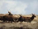 Young Stags on Exmoor enjoying the Sunshine.....