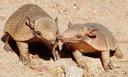 Cingulata, part of the superorder Xenarthra, is an order of armored New World placental mammals. Dasypodids and chlamyphorids, the armadillos, are the only surviving families in the order. Two groups of cingulates much larger than extant armadillos (maximum body mass of 45 kg (100 lb) in the case of the giant armadillo) existed until recently: pampatheriids, which reached weights of up to 200 kg (440 lb) and chlamyphorid glyptodonts, which attained masses of 2,000 kg (4,400 lb)or more. 

The cingulate order originated in South America during the Paleocene epoch about 66 to 56 million years ago, and due to the continent's former isolation remained confined to it during most of the Cenozoic. However, the formation of a land bridge allowed members of all three families to migrate to southern North America during the Pliocene or early Pleistocene as part of the Great American Interchange. After surviving for tens of millions of years, all of the pampatheriids and giant glyptodonts apparently died out during the Quaternary extinction event at the beginning of the Holocene, along with much of the rest of the regional megafauna, shortly after the colonization of the Americas by Paleo-Indians.

Armadillos have dorsal armor that is formed by osteoderms, plates of dermal bone covered in relatively small, overlapping keratinized epidermal scales called "scutes". Most species have rigid shields over the shoulders and hips, with three to nine bands separated by flexible skin covering the back and flanks.

Pampatheres also had shells that were flexible due to three movable lateral bands of osteoderms. The osteoderms of pampatheres were each covered by a single scute, unlike those of armadillos, which have more than one. Glyptodonts, on the other hand, had rigid, turtle-like shells of fused osteoderms.

Both groups have or had a cap of armor atop their heads. Glyptodonts also had heavily armored tails; some, such as Doedicurus, had mace-like clubs at the ends of their tails, similar to those of ankylosaurs, evidently used for defensive or agonistic purposes.