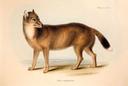 New clues may explain the mysterious origins of the Falklands wolf

Charcoal, bones, and tools suggest Indigenous seafarers inhabited the Falklands. It’s possible they ma