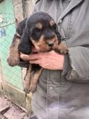 Chiots griffon nivernais

Chiots nés le 8 juin disponible le 8 août ils seront tatoué vermifugé vacciné ils sont LOF les parents chassent uniquement le sanglier

300,00 €