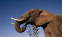Huge Zimbabwe Elephant Killed Legally, Says Wildlife Authority

Harare: The hunt that killed one of the biggest elephants seen for years in Zimbabwe was legal, the wildlife authority said today.

The Zimbabwe Parks and Wildlife Authority (ZimParks) said the elephant which was killed last week in the southeastern part of the country had tusks weighing 54 and 55 kilogrammes respectively adding that proceeds from the hunt would go towards wildlife conservation.

"On the 7th of October 2015, an adult male elephant was hunted as a trophy by a foreign client through a locally registered safari company in Malipati Safari area," the ZimParks statement said.

It said the area was "allocated sustainable quotas and hunting permits for all wildlife species including elephants on annual basis."

Malipati is adjacent to Gonarezhou national park and the two game parks hold 11,452 elephants, ZimParks said, dismissing reports that the elephant hunt took place inside the national park.

"Zimbabwe subscribes to the principle of sustainable utilisation of its natural resources, including consumptive and non-consumptive utilisation of wildlife," the statement said.

"Wildlife utilisation programmes and projects generate revenue that is used to develop local community areas and contribute to the improvement of living standards of local communities and to support conservation programmes."

ZimParks could not name the hunter who killed the elephant or give details how the huge mammal was killed.

However, wildlife groups reported that a German hunter paid $60,000 to shoot the huge male elephant, reviving the fierce debate over trophy hunting after the shooting of Cecil the lion.
Emmanuel Fundira, chairman of the Safari Operators Association of Zimbabwe (SOAZ) Friday said the elephant was "so huge its tusks were almost hitting the ground while it was standing."

He said SOAZ believed that the elephant should have been treated as a "national treasure" rather than killed.

The Zimbabwe Conservation Task Force (ZCTF) condemned the elephant hunt. "It's wrong to kill an iconic animal like that," said Johnny Rodrigues, chairman for ZCTF.

"The last time one was seen (of such size) was more than 40 years ago. The hunter should not have shot it."

In July, American dentist Walter Palmer incensed animal rights activists worldwide when he shot and killed Cecil the lion with a powerful bow and arrow.

Cecil was a well-known attraction among visitors to the Hwange National Park and was wearing a tracking collar as part of an Oxford University research project.

Zimbabwe this week abandoned its bid to press charges against Palmer, saying his papers "were in order" and that he did not know he was committing any offence.

The Zimbabwean Parks department recently vowed to increase patrols after at least 26 elephants were poisoned to death by poachers in separate incidents over the past month.

Zimbabwe Parks Zimbabwe elephants in zimbabwe elephants legally killed Wildlife utilisation programmes Zimbabwe Conservation Task Force Safari Operators Association of Zimbabwe Emmanuel Fundira