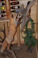 Mounts for sale in Northern Wisconsin pm me for more (details) 
Not giving them away, not cheap, not shipping.

Fox and pheasant mount
Turkey and rattlesnake mount under UV glass case
Boar mount 
Not pictured but will get pics if asked, have a big Bass fish mount on wood