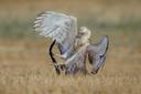 'Fight!' Image by Doron Hoffman.

Winner in the 'The Best of 2022' Category, Pangolin Photo Challenge 2022.