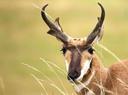 Hunting Pronghorn Antelope on the Prairie
https://www.realtree.com/all/articles/prairie-goat-pursuits