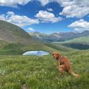 Какой-то гений в Instagram уже 10 лет постит собак, какающих в красивых местах планеты.

В «Dogs Pooping In Pretty Places» собрана целая коллекция четверолапых, делающих 
