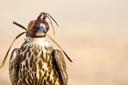 Zagora: A Traditional Falconry Destination in the Heart of Morocco. The Natural Beauty and Hunting Opportunities in Zagora

Zagora, a region in southern Morocco, offers a