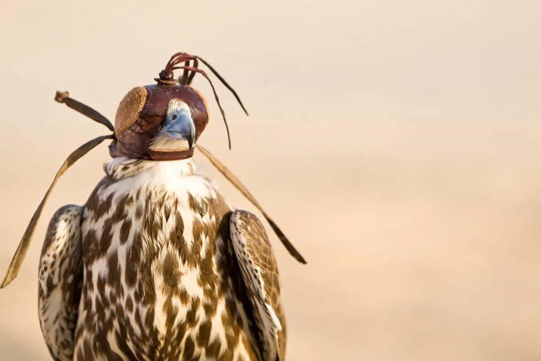 Zagora: A Traditional Falconry Destination in the Heart of Morocco.