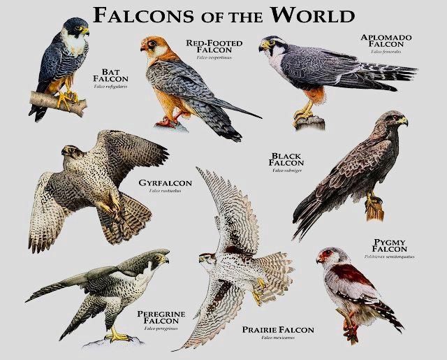 Falconry Birds List: Species, Traits, Habitats & Value