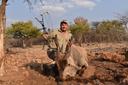 Mpumalanga Bushveld Hunting: Geography and Natural Features, Hunting Demographics, and Game Diversity in South Africa’s Lowveld

Natural Settings

Mpumalanga is a diverse province defined by classic lowveld bushveld in the east and highveld–bushveld transition zones in the west. The terrain includes granite koppies, river valleys, dense acacia thickets, and mixed savanna. Key hunting areas include regions near Bushbuckridge, Barberton, Nkomazi, Carolina, and Dullstroom. The Crocodile and Komati River systems provide crucial water sources for game and are prime zones for dangerous game hunts.

Hunting Demographics

Mpumalanga attracts a mix of international plains game hunters and seasoned African safari clients targeting Cape buffalo, hippo, or crocodile. Due to its relatively lower profile, the region is favored by hunters seeking authentic, non-commercialized experiences. Community-based hunts also draw conservation-minded sportsmen interested in supporting local development.

Hunting Characteristics

The province is known for traditional, fair-chase hunting in challenging terrain. Walk-and-stalk is widely used, particularly for kudu, bushbuck, and buffalo. Leopard and nocturnal predators are hunted using baited blinds. In riverine areas, ambush tactics and waterhole blinds are effective. Spot-and-stalk from elevated ridges adds a tactical element in koppie-rich regions. Night hunting with permits is allowed for select species.

Types of Hunting and Game Species

Mpumalanga offers diverse opportunities:
Plains Game: Kudu, impala, bushbuck, warthog, blue wildebeest, zebra, duiker, steenbok, mountain reedbuck, and blesbok.
Dangerous Game: Cape buffalo, hippopotamus, and Nile crocodile (with proper licensing).
Predators: Leopard (on quota), caracal, and serval—typically hunted at night or over bait.
The region’s kudu and bushbuck are particularly esteemed for their genetics and wary behavior.

Hunting Seasons in Mpumalanga Bushveld

The main hunting season runs from May through October.
May to July: Dry, cool mornings; ideal for bush stalking.
August to October: Vegetation thins, game concentrates near water, improving waterhole and blind success.
November to February (rainy season): Best avoided due to dense foliage, heat, and reduced game movement.

Hunting Clubs

Mpumalanga hosts several well-established outfitters that operate under provincial wildlife laws and professional hunting associations. Legal compliance is strict, particularly for dangerous game and CITES-regulated species like leopard. Community-linked hunts are managed with transparency and shared benefit.

Hunting Regulations

Minimum caliber for dangerous game: .375 H&H or equivalent.
Night hunting: Allowed with permits.
Leopard hunts: Require CITES export/import permits and must follow quota restrictions.
Community land hunting: Conducted under strict ethical and legal frameworks.
All hunts must be led by registered Professional Hunters (PHs).

Hunting Traditions

Mpumalanga maintains a deep-rooted hunting culture centered around patience, silence, and bush knowledge. Local trackers play a critical role in interpreting spoor and wind. In transitional zones, mixed-bag safaris combine bushveld stalking with occasional bird shooting, offering a nostalgic, well-rounded safari experience.

Interesting Facts

The Bushbuck in riverine Mpumalanga are considered some of the most elusive in South Africa.
 Hippo hunting here is often done on foot—rare elsewhere in the country.
 Komati River Safaris specialize in croc and hippo hunts using elevated blinds and baited setups.
 Outfitters in the Barberton region often include rustic koppie camps that reflect old-school safari style.
 Mpumalanga is one of the few places where hunters might stalk kudu in misty highveld forests in the morning and pursue buffalo in hot lowveld bush that same afternoon.
