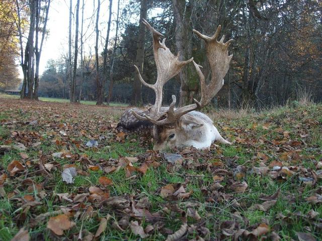 Jagd in Amstetten: <strong>Top</strong>-Reviere, Landschaftscharakteristik, Wildarten, Bestimmungen, Jagdmethoden, Jagdzeiten, Jägerstatistik, Bräuche, Jagdorganisationen, Fakten