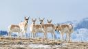 Wyoming seeks comments on antelope migration corridor

Do you want to weigh in on Wyoming’s Sublette antelope migration corridor? The Wyoming Game and Fish Department (WGFD) will be holding a series of meetings to gather public comments and discuss the proposed migration corridor and threat evaluation, according to the agency.

“The meetings are an opportunity for the public and stakeholders to be directly involved in discussions about migrations in Wyoming,” said Doug Brimeyer, WGFD deputy chief of wildlife. “Local information and knowledge is key to understanding antelope movement and is essential in the review process of the draft map.”

Meetings will be held:

Nov. 16 at 6 p.m. in Pinedale
Nov. 29 at 6 p.m. in Green River
Nov. 30 at 6 p.m. in Jackson

Current GPS data collected from over 415 individually collared antelope has documented a migration path that is 360 miles round-trip as they migrate from summer ranges in the foothills of the Wyoming Range, Bondurant and Jackson Hole to their lower-elevation winter ranges near Pinedale, Green River and Rock Springs. This migration path travels through federal, state and private lands. By identifying and developing the threat evaluation for this migration corridor, WGFD is taking the first step outlined in the Governor’s Executive Order.

“Moving forward in the process is an important step in managing vital antelope habitat in western Wyoming,” said Brimeyer. “With the identification of the corridor, additional funding opportunities become available for conservation based projects on private and public lands to treat invasive annual grasses, improve range fences to wildlife-friendly standards and other proactive management actions.”