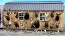 Wyoming closes largest poaching case in state history
It took seven years and multiple agencies to complete a poaching investigation that spanned four states and resulted in three men being charged with over 100 wildlife violations. Wyoming Game and Fish Department (WGFD) officers convicted Russell Vick of Alabama, Robert Underwood of Oklahoma and David Underwood of South Dakota with multiple wildlife offenses and a cumulative fine of $171,230 and $131,550 in restitution, according to the agency.