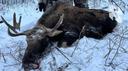 Yakut moose is now even more accessible

To receive the 🏆 "Russian Super Cup" prize in the KGO, a Yakut moose trophy must be harvested. And in general, the trophy will be of interest to all collectors.

The Yakut moose 🫎 in the shape and size of its antlers is more similar to a large European moose, good specimens of which have been successfully harvested in the Chelyabinsk region in recent years.

In a very frosty climate of -50 and with poor nutrition, the antlers of the "Yakuts" never reach the size of the Chukchi ones.

When serious frosts come, the moose goes out into open spaces and starts moving so as not to freeze. Therefore, in Yakutia, local hunters prefer to go moose when the cold weather begins 🥶 from -40 ° C.

🗓 Hunting season: from September to January.

ℹ️ Individual hunting or up to 2 people in a group.
Each hunter is provided with personal transport, a driver and a guide.

The cost of 3 days of hunting, including 1 Yakut moose trophy, is 700,000 rubles.

For details, please contact us in messengers and by phone 🔽

💬 write to Telegram (https://t.me/safari_stalker)

#Yakutsk_Moose_Hunting