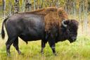 Americký bizon
Bisonte Americano (Španělsko), Bison (G), North American Bison (F). Většina Severoameričanů mu říká buvol, ale není to pravý buvol jako ti, kteří se vyskytují v Asii a Africe. Vědci nám říkají, že jeho předkové dorazili do Severní Ameriky z Asie, překročili Beringův zemský most během pleistocénu, asi před dvěma miliony let. Zubr americký a jeho blízký příbuzný zubr evropský patří do kmene Bovini, který zahrnuje skot, buvoly a bizony.

POPIS Bizon je po mrožovi největší lovnou zvěří v Severní Americe. Velcí býci mohou stát v kohoutku 5–6 stop (1,5–1,8 m) a vážit 1 600–2 200 lb (725–1 000 kg), někdy až 3 000 lb (1 350 kg). Samice jsou mnohem menší, váží asi 900 liber (400 kg) nebo méně.

Obě pohlaví mají velký hrb na plecích a mohutnou, nízko posazenou hlavu. Tělo je na průřezu spíše úzké, zejména na zadních končetinách. Hlava, krk a přední končetiny jsou pokryty hustou, střapatou srstí a má krátký vous. Ocas je krátký a se střapcem. Letní srst je světle žlutohnědá; Zimní srst je tmavě hnědá, na hlavě a ramenou se stává téměř černou. Někdy se vyskytuje albinismus. (V dobách indiánských plání měla kůže bizona albína velký duchovní význam.) Obě pohlaví mají krátké rohy, které se po stranách hlavy zakřivují nahoru. Samice mají tenčí rohy, tenčí krky a menší hrb než samci.

Ve srovnání s evropským bizonem je americký bizon kratší a masivnější, ale má štíhlejší zadní končetiny. Má delší a huňatější hřívu, kratší a méně huňatý ocas a více zakřivené rohy.

CHOVÁNÍ Jeden z nejspolečenštějších savců na světě. Jedno stádo z 19. století bylo údajně 25 mil široké a 50 mil dlouhé (40 x 80 km) a obsahovalo přibližně čtyři miliony zvířat. Ačkoli zoologové na takové postavy pohlížejí s podezřením, existovala velmi početná stáda. Zubři se živí téměř výhradně trávou a pravidelně pijí vodu. Na rozdíl od jiných kopytníků budou čelit bouřkám, protože nejtěžší část jejich srsti je vpředu. Jeho normální chůze je pomalá pět mil za hodinu (8 km/h), ale v případě potřeby může cválat rychlostí až 30 mil za hodinu (48 km/h). Dobrý plavec. Zrak je špatný, sluch je dobrý, čich je velmi dobrý. K páření dochází v létě a na jaře následujícího roku se rodí jediné mládě. Očekávaná délka života je 20-25 let, někdy až 40 let.