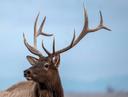 7 Reasons Why OTC Elk Tags Beat Draw Tags
If you want to spend more time in the elk woods and have more chances to succeed, then over-the-counter elk tags are the way to 