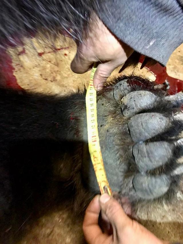 Охота на медведя в Смоленской области: охотхозяйство «Сапфир» 🐻