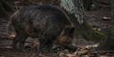 🐗 Охота на диких свиней с ножом 🔪

В Австралии популярна охота на диких свиней с использованием собак и ножей. Охотники выслеживают свиней, и, вместо того чтобы использовать огнестрельное оружие, вступают с ними в схватку, полагаясь только на своих собак и нож.