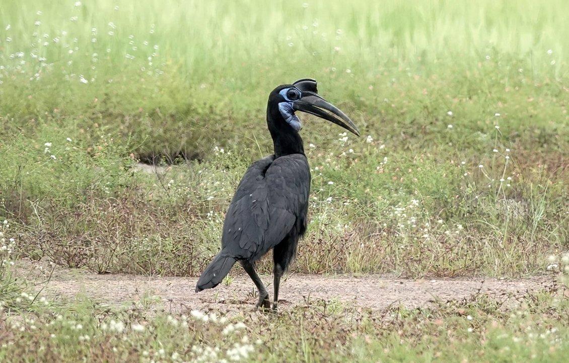 Hunting in Western Ghana: Exploring Demographics, Finding Out Types of Game, and Diving Into Local Traditions